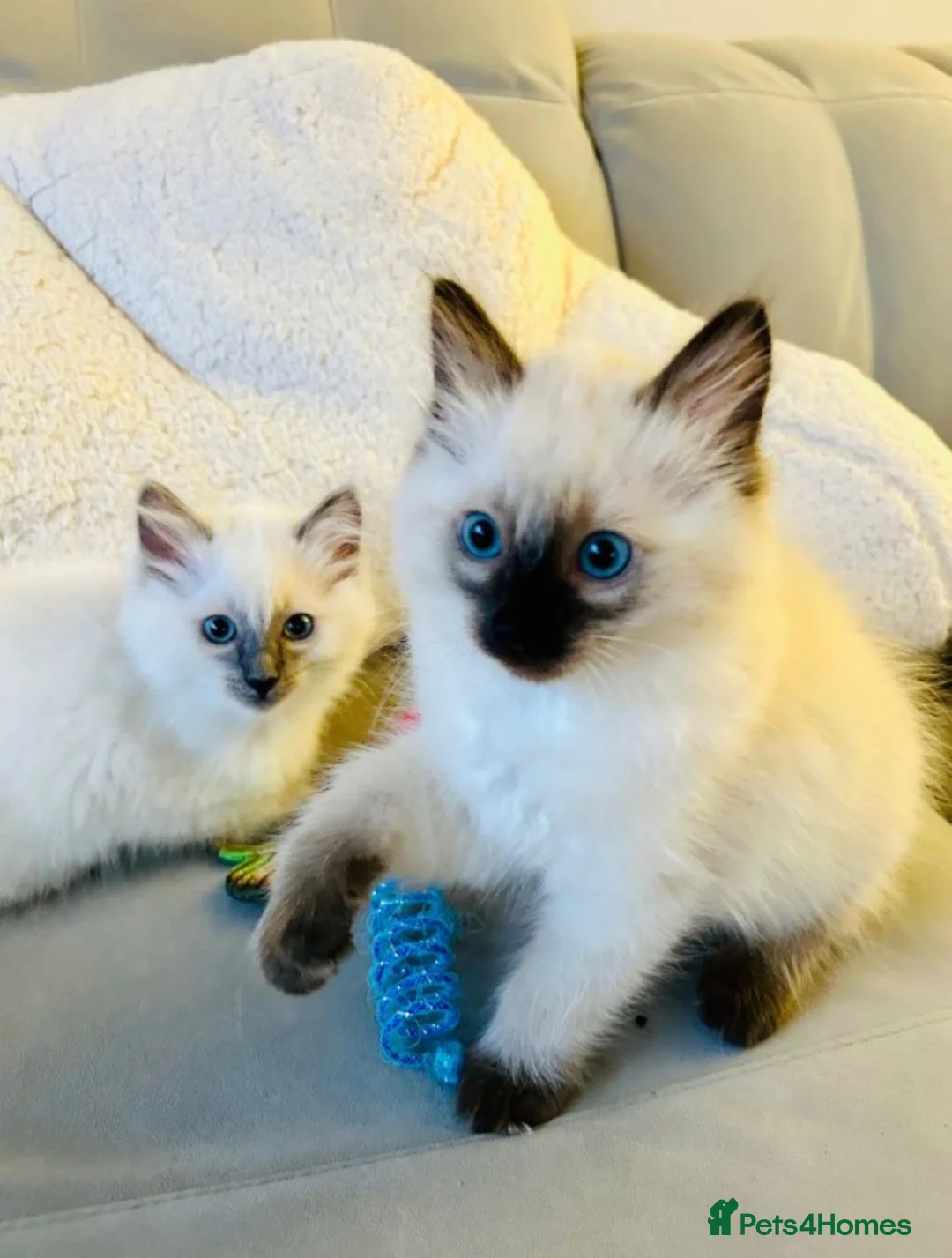 Ragdoll cats for sale: Ragdoll kittens  - Advert 2