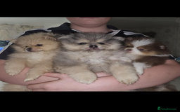 Pomeranian dogs for sale: Beautiful pom puppies -fully vaccinated  - Image 10