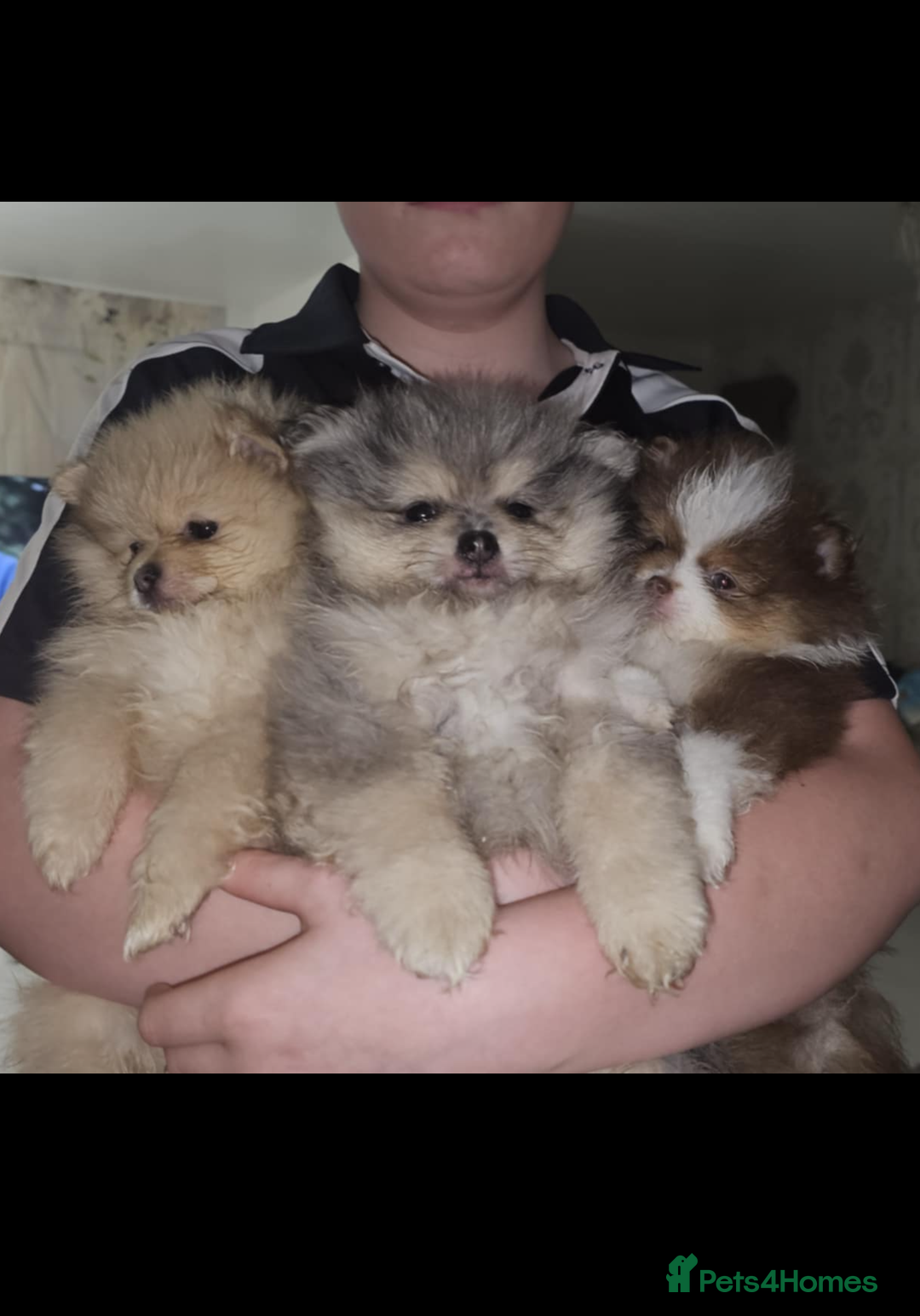 Pomeranian dogs for sale: Beautiful pom puppies -fully vaccinated  - Image 10
