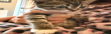 henreh 