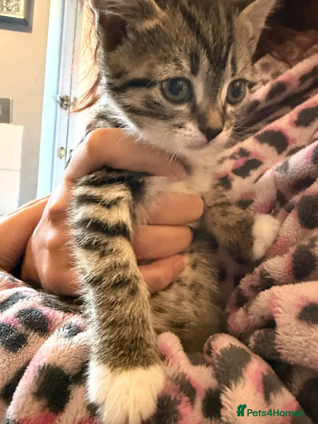 Mixed Breed cats for sale: tabby kitten  - Advert 1