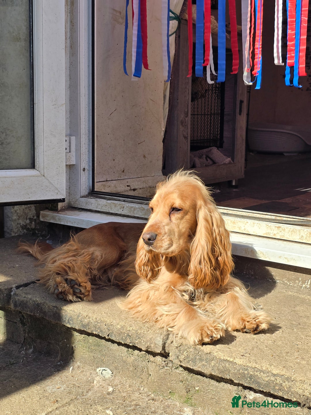 Cocker Spaniel dogs for stud: Stunning  Cocker Spaniel for stud in Northwood - Image 1