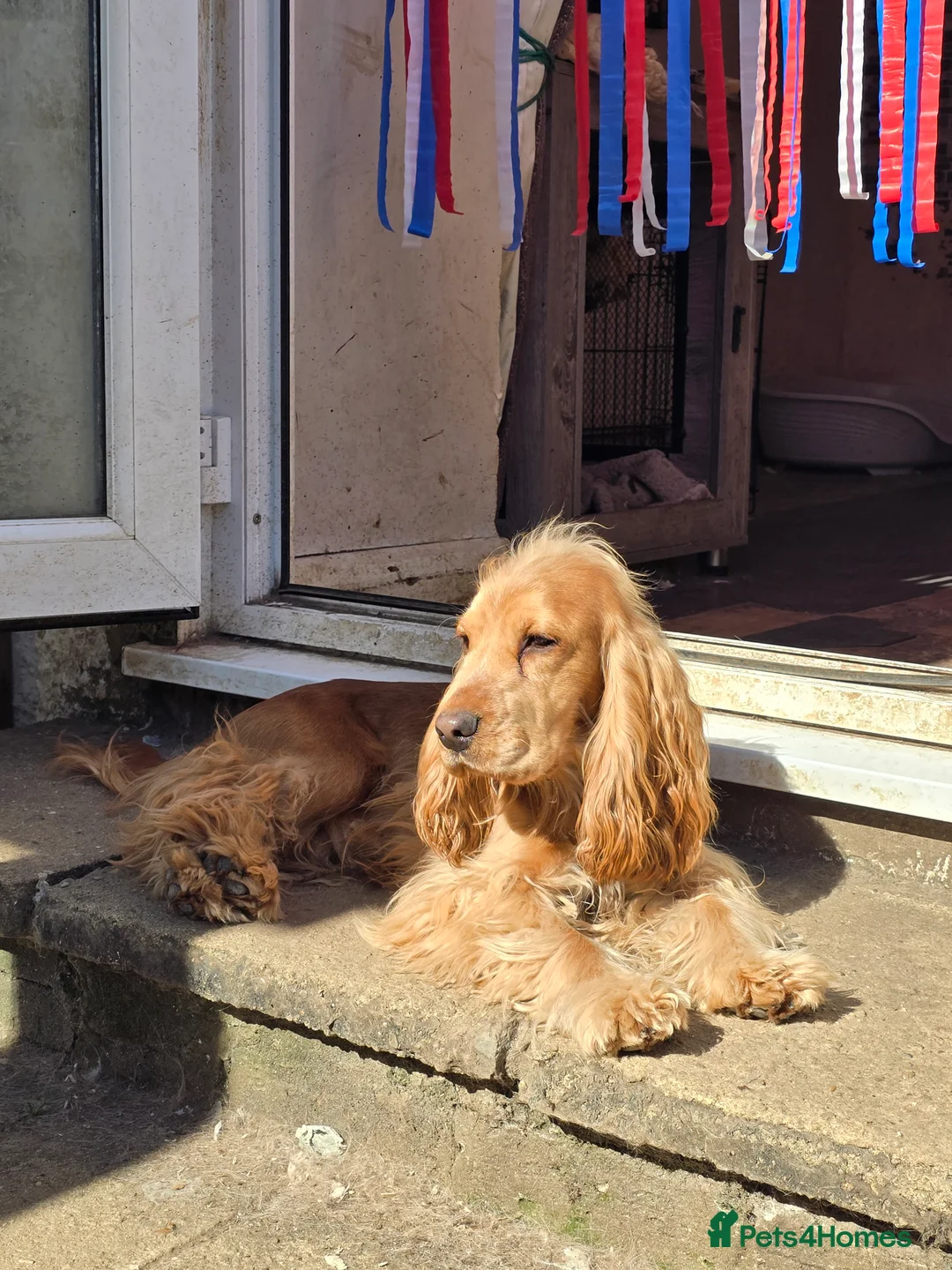 Cocker Spaniel dogs for stud: Stunning  Cocker Spaniel for stud in Northwood - Advert 1