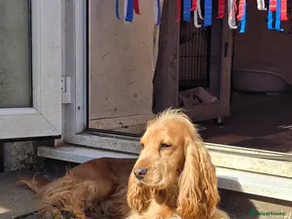 Cocker Spaniel dogs Stunning Cocker Spaniel for stud in Northwood - Advert 13