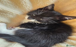 British Shorthair cats for sale: 4 beautiful kittens  - Image 1