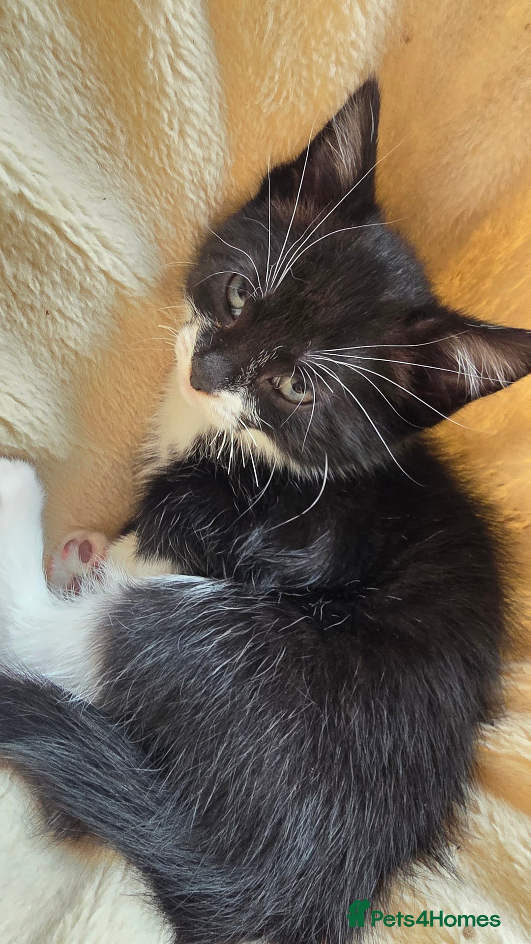 British Shorthair cats for sale: 4 beautiful kittens  - Image 1