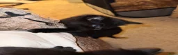 Mixed Breed cats for sale: Mixed kittens  in Kidderminster - Advert 7