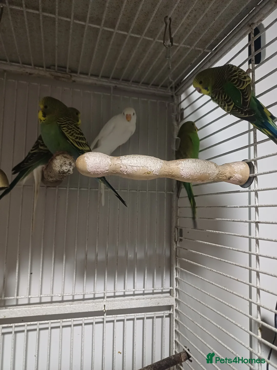 Budgerigars birds for sale: very beautiful parrots - Advert 2