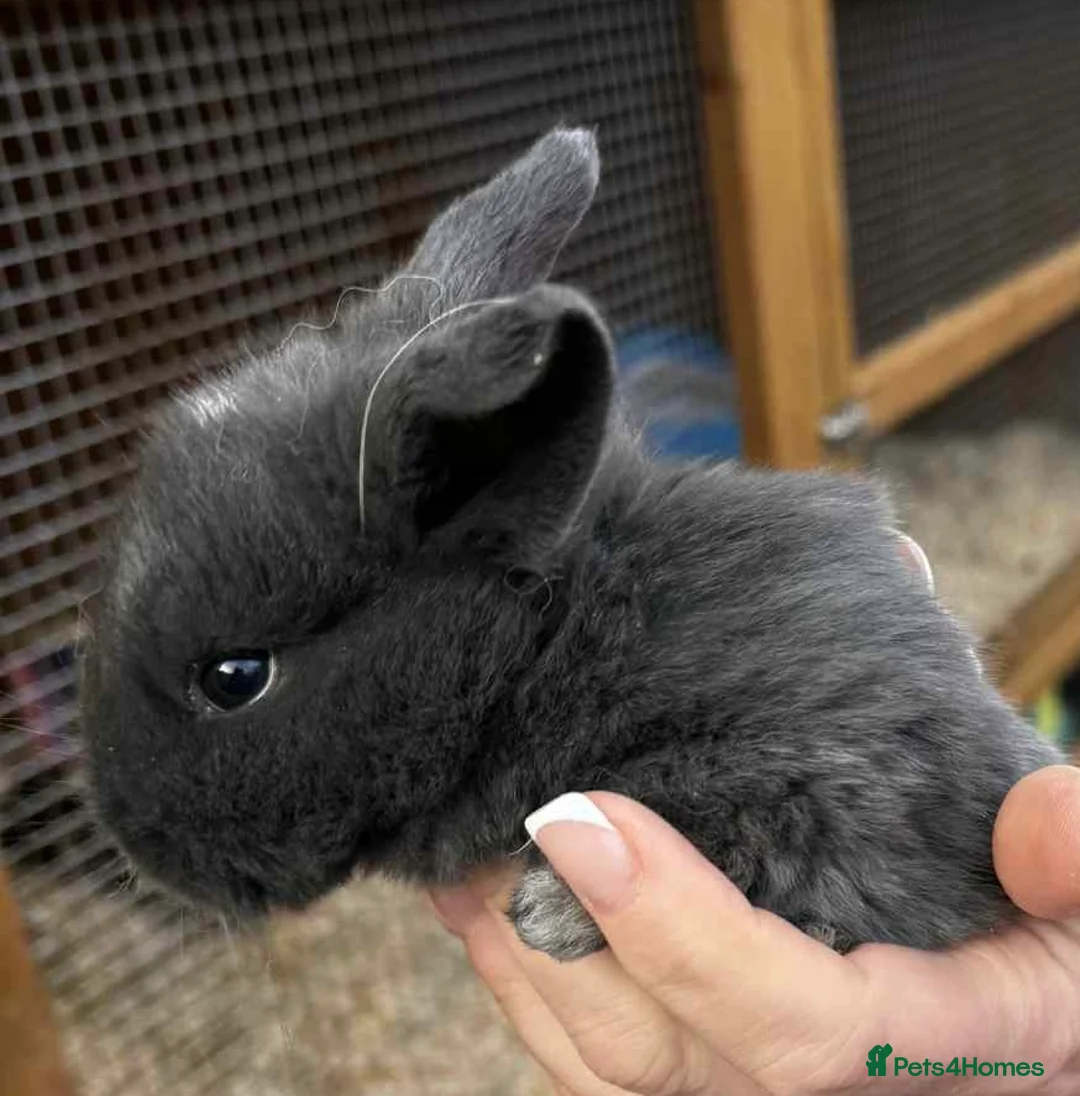 Mini Lop rabbits for sale:  Baby mini lops - Advert 2