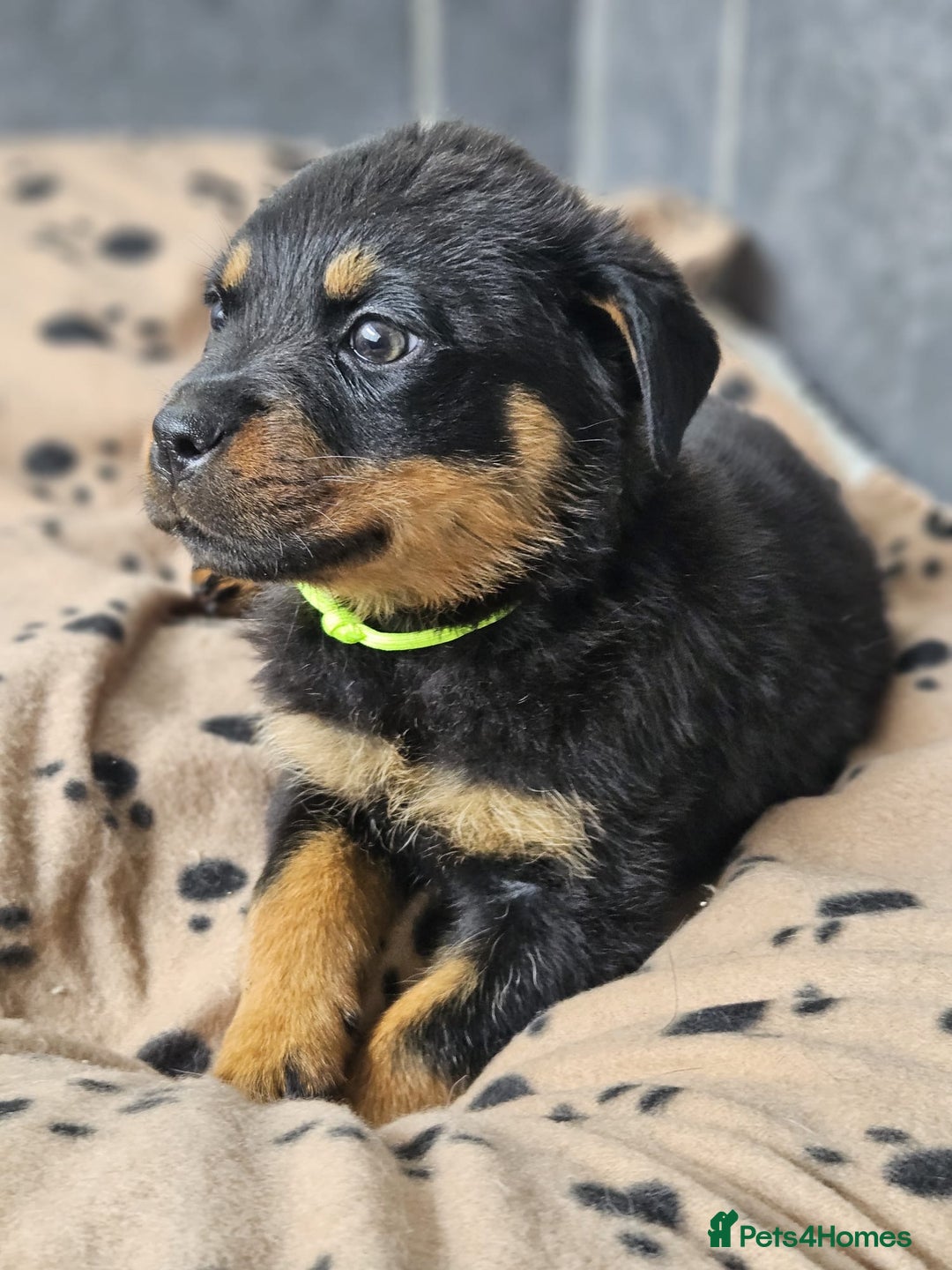 Rottweiler dogs for sale: Stunning Rottweiler puppys - Image 12