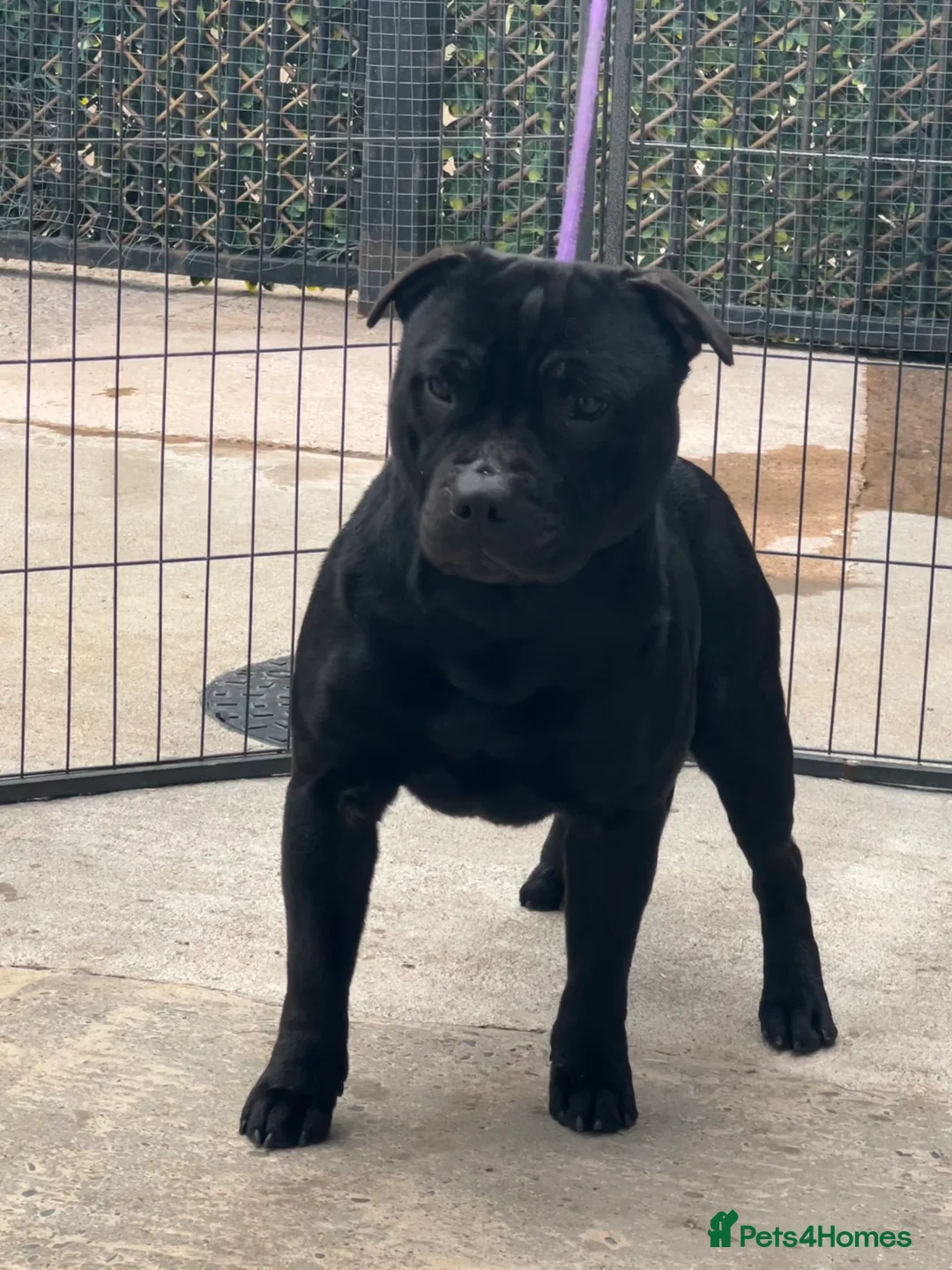 Staffordshire Bull Terrier dogs for stud: Black carrying blue stafford stud PHPV tested in Carlisle - Advert 10