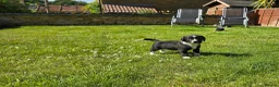 Mixed Breed dogs for sale: Sprollies  - Advert 10