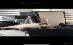 Ragdoll cats for sale: Stunning GCCF reg ragdoll kittens available now  - Image 12