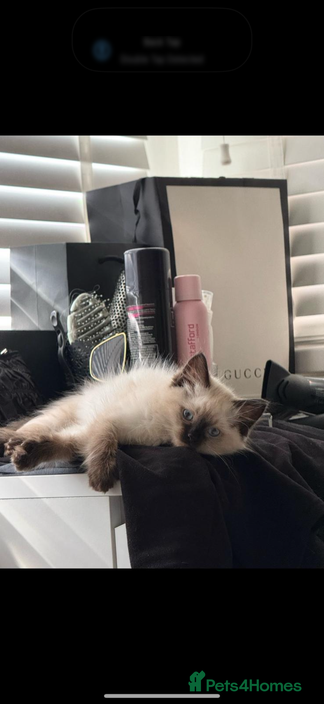Ragdoll cats for sale: Stunning GCCF reg ragdoll kittens available now  - Image 12