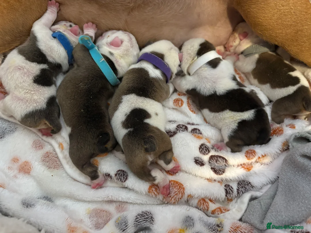 English Bulldog dogs for sale: 🐾 KC REG ENGLISH BULLDOG PUPPIES TRADITIONAL  🐾 in Ottery Saint Mary - Advert 2