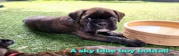 Boxer dogs for sale: Bobtail/tail Boxer Puppy in Ipswich - Advert 3