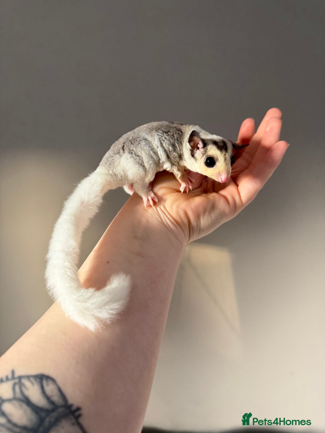 Sugar Glider rodents for sale: Sugar gliders available  - Advert 5