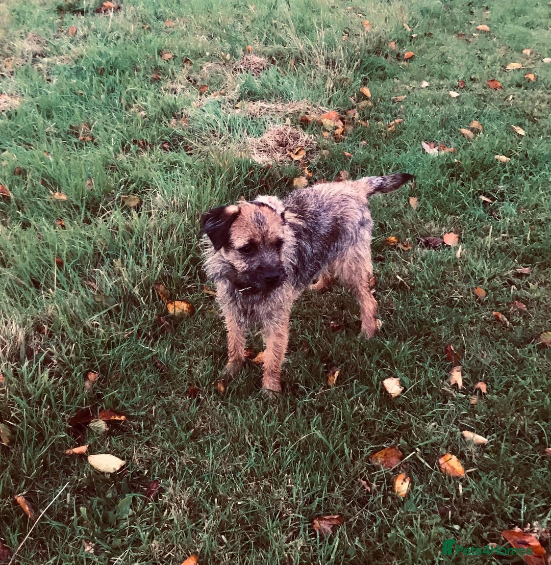 Border Terrier dogs for sale: Mother & Daughter border terrier  - Advert 4