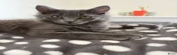Mixed Breed cats for sale: Grey kitten in Weymouth - Advert 2