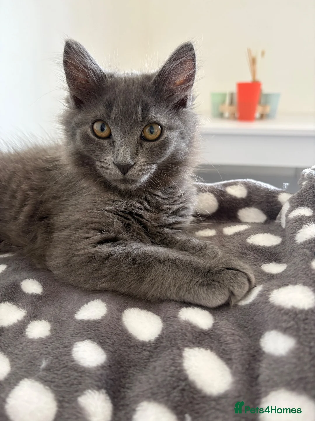 Mixed Breed cats for sale: Grey kitten in Weymouth - Advert 2