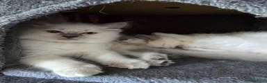 Ragdoll Kitten 4