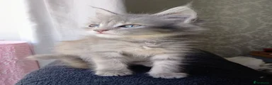 Maine Coon 5