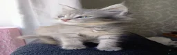 Maine Coon cats for sale: Maine Coon Cross Kittens - Advert 3