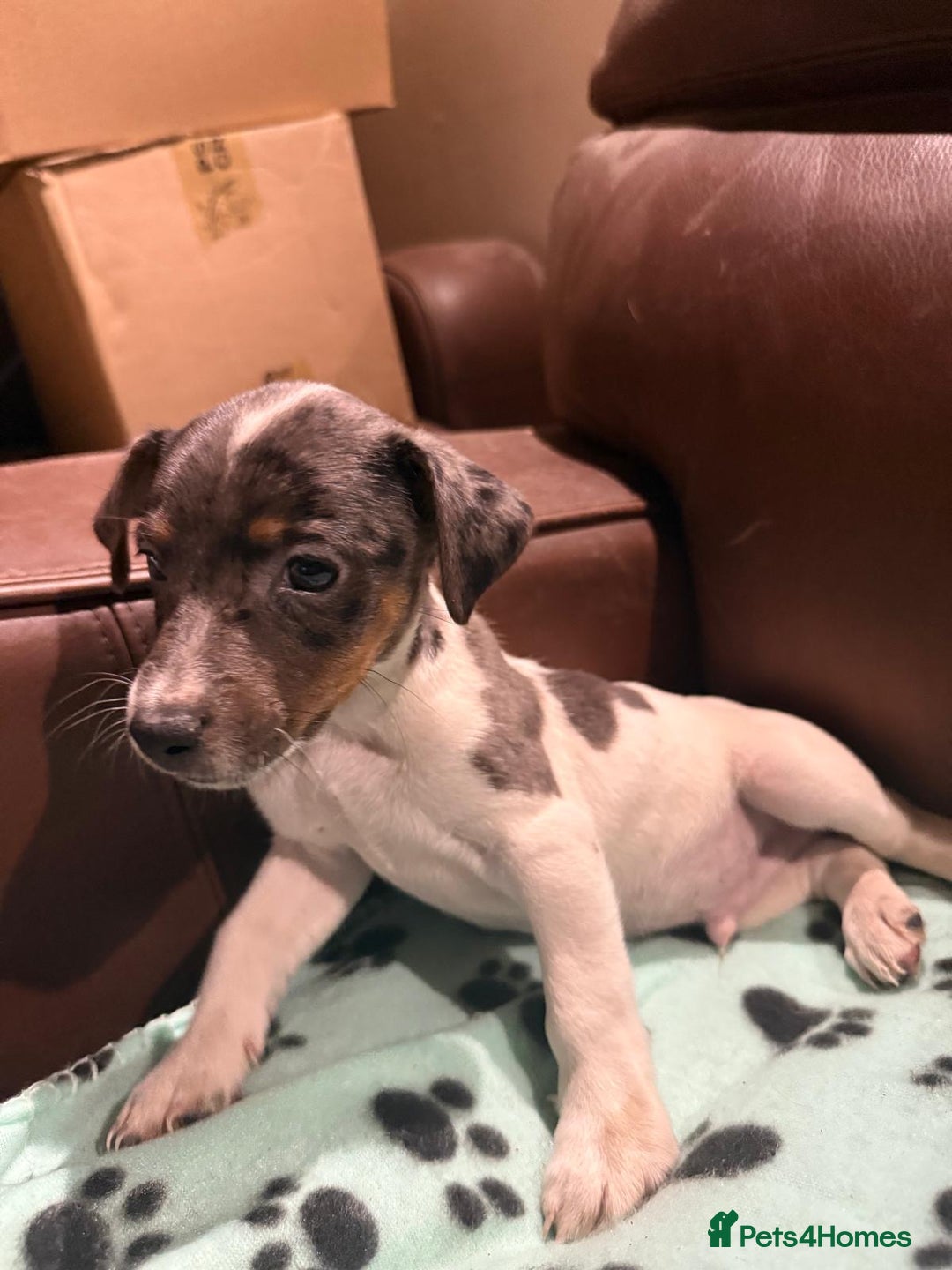 Jack Russell dogs for sale: Jack russell  - Advert 10