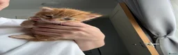 Mixed Breed cats for sale: Mix litter in Barnsley - Advert 8