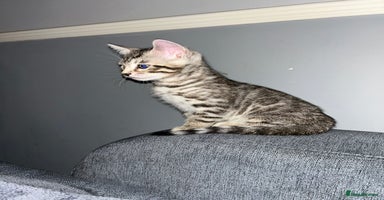 Bengal cats - Advert 10