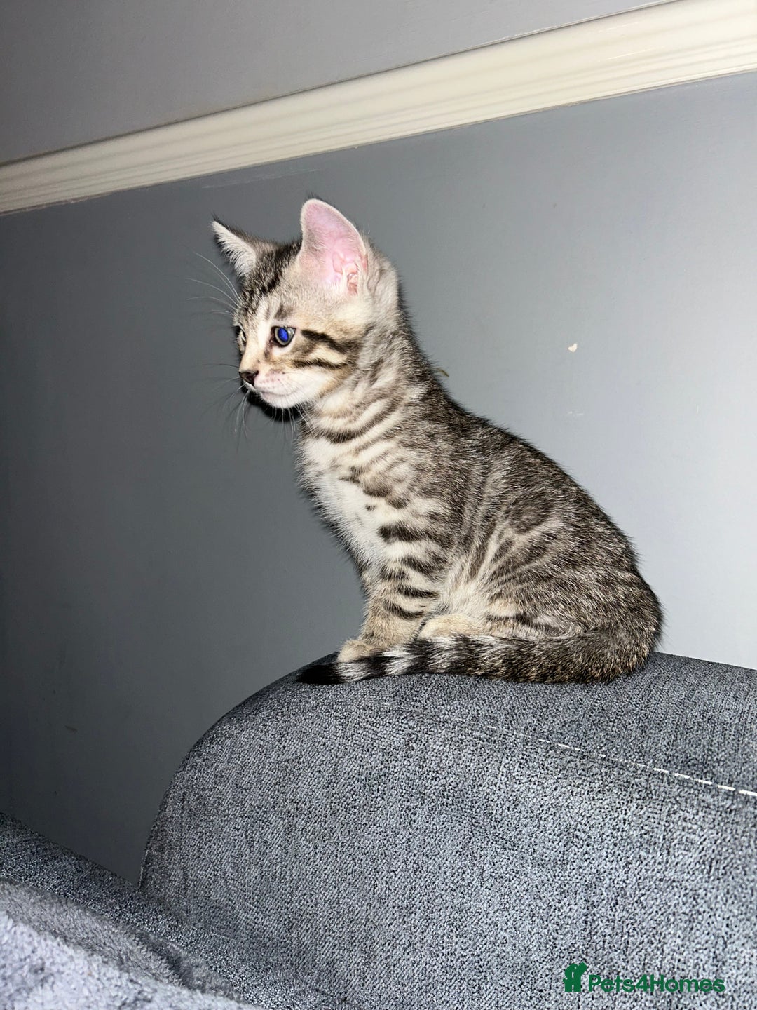 Bengal cats for sale: Bengal Kittens for Sale – Girl & Boy 🐆💛 - Image 2
