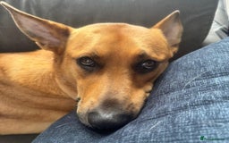 Mixed Breed dogs for adoption: Yogi (Shepherd mix) in Musselburgh - Image 1