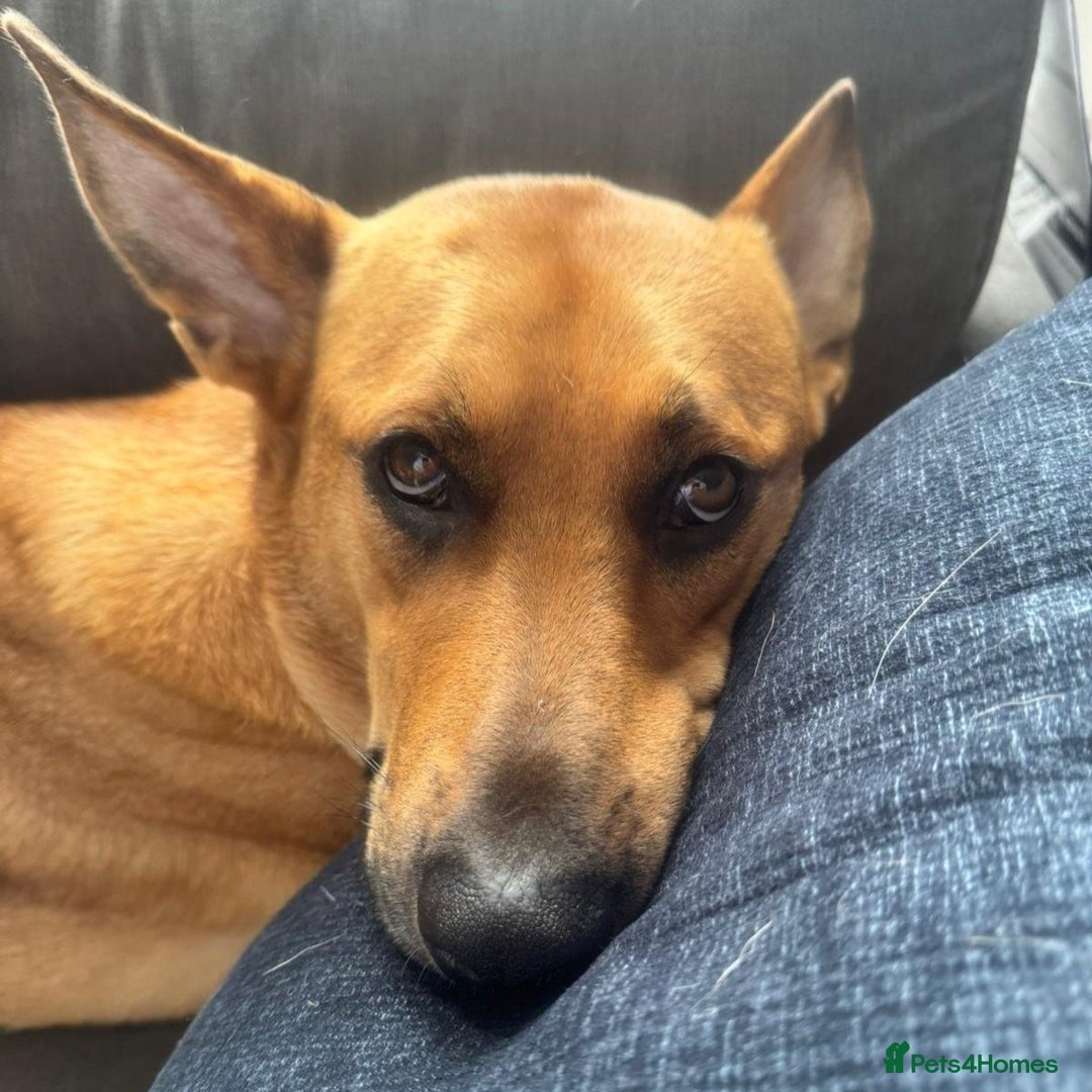 Mixed Breed dogs for adoption: Yogi (Shepherd mix) in Musselburgh - Image 1