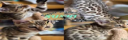 Bengal cats for sale: Stunning Bengal kittens  - Advert 2
