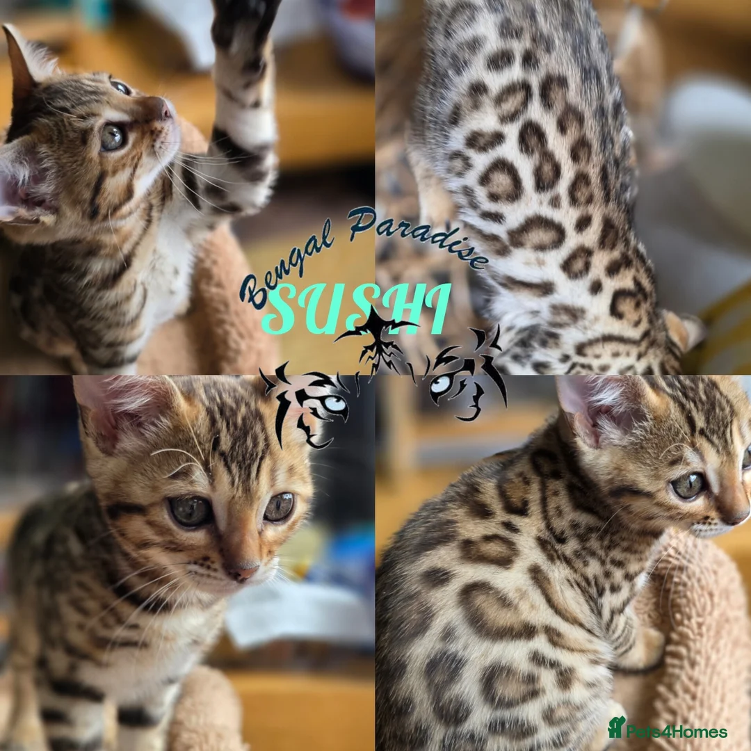 Bengal cats for sale: Stunning Bengal kittens  - Advert 2