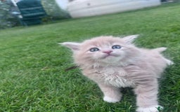 Maine Coon cats for sale: TICA REGISTERED champion Mainecoon kittens in Tring - Image 10