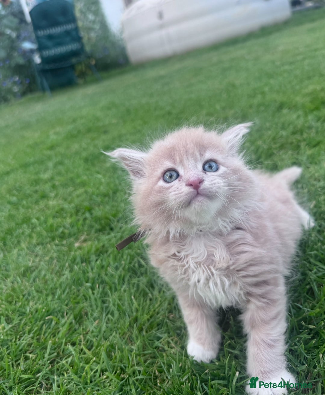 Maine Coon cats for sale: TICA REGISTERED champion Mainecoon kittens in Tring - Image 10