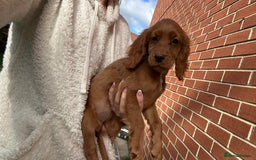 Cocker Spaniel dogs for sale: ‼️REDUCED‼️KC registered Red Cocker Spaniel Pups  - Image 20