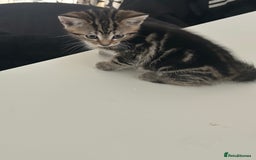 Domestic Shorthair cats for sale: Four tabby kittens for sale  - Advert 5