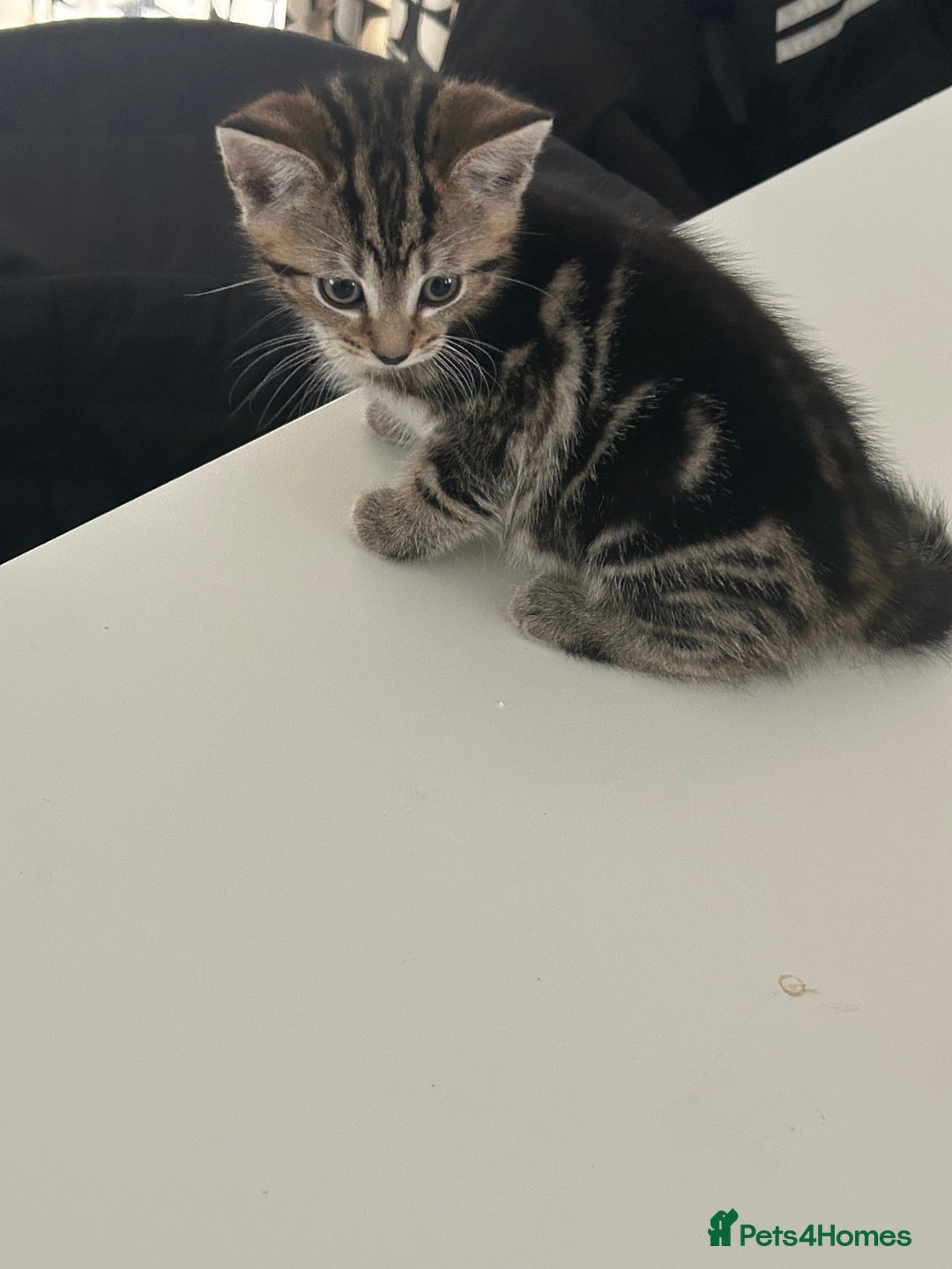 Domestic Shorthair cats for sale: Four tabby kittens for sale  - Advert 5