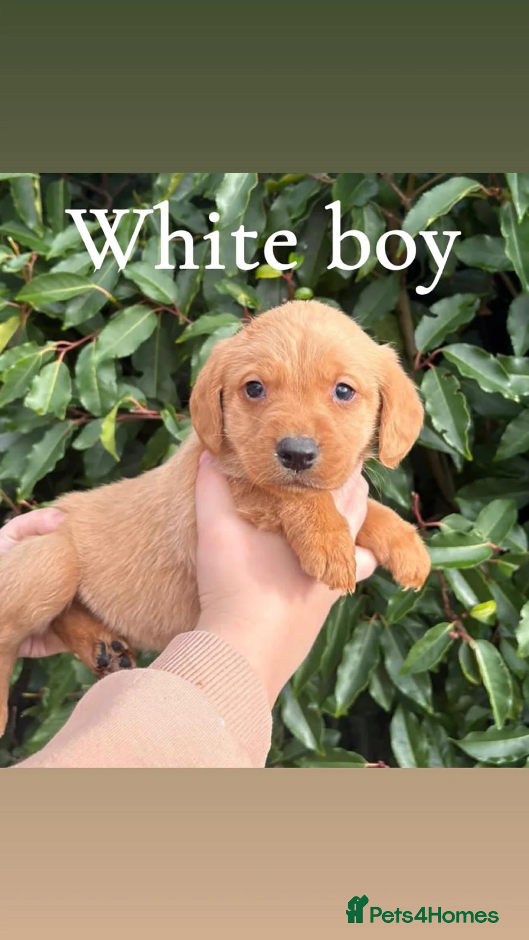 Cockerdor dogs for sale: Labrador x cocker spaniel pups - Advert 5