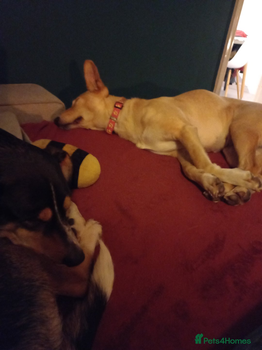 Mixed Breed dogs for adoption: Amber is looking for her forever home - Advert 9