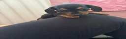 Miniature Dachshund dogs for sale: 5 miniature dacshunds puppies  - Advert 6