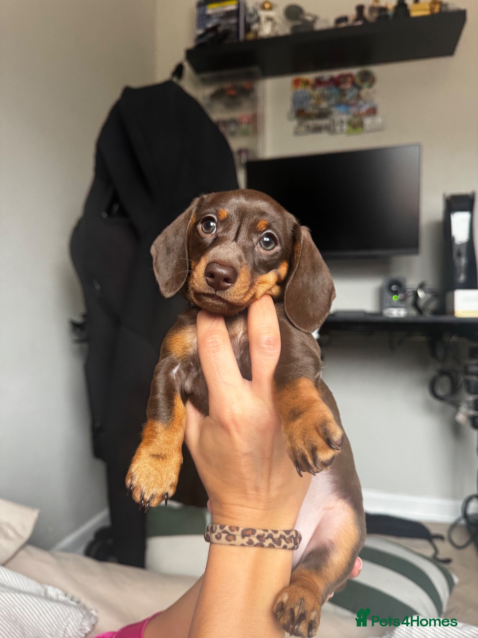 Miniature Dachshund dogs Mini Dachshund Puppies From Tiny 3.5kg Parents - Advert 11