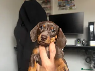 Miniature Dachshund dogs Mini Dachshund Puppies From Tiny 3.5kg Parents - Advert 12