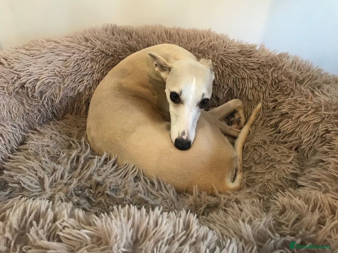 Whippet dogs for sale: Stunning whippet puppies - Advert 4