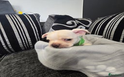 Mixed Breed dogs for sale: Puppy chugs 4 boys  - Image 5