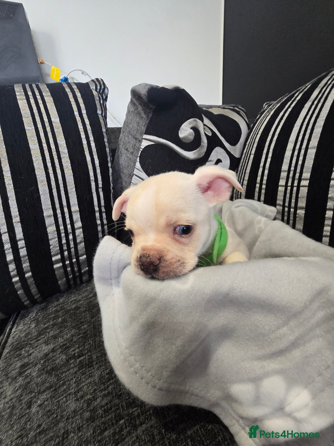 Mixed Breed dogs for sale: Puppy chugs 4 boys  - Image 5