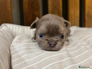 Chihuahua dogs Chihuahua - Fluffy girl remaining - Advert 16