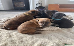 Mixed Breed dogs for sale: Pharaoh hound x whippet puppies  - Image 16